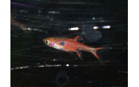 Rasbora nain - Boraras maculatus
