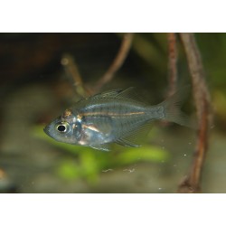 Perche de verre - Parambassis ranga