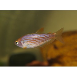 Inpaichthys parauapinranga