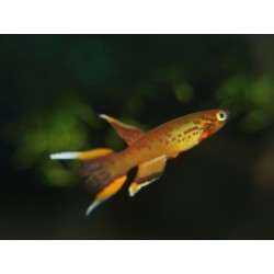 Cap Lopez - Aphyosemion australe "Cap Esterias"