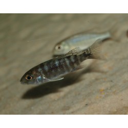 Aulonocara stuartgranti "Red Flush"