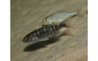 Aulonocara stuartgranti "Red Flush"