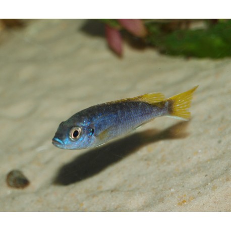 Pseudotropheus sp. acei "Luwala"