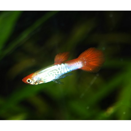 Guppy cobra red cap - Poecilia reticulata