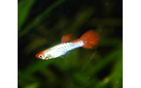 Guppy cobra red cap - Poecilia reticulata