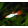 Guppy cobra red cap - Poecilia reticulata