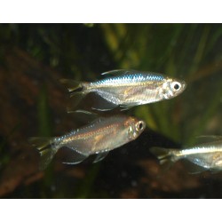 Tétra du Congo à queue jaune - Alestopetersius caudalis