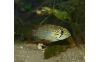 Apistogramma alacrina