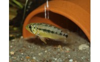 Apistogramma alacrina femelle
