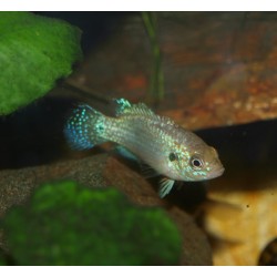 Acara rubis - Hemichromis lifalili "blue"