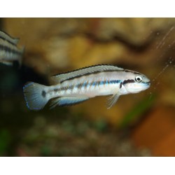 Telmatochromis vittatus