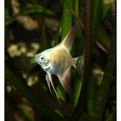 Scalaire bulgarian seal point - Pterophyllum scalare