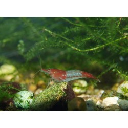 Crevette rili rouge - Neocaridina davidii