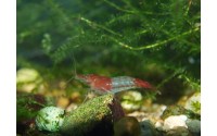 Crevette rili rouge - Neocaridina davidii