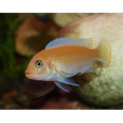 Maylandia zebra red