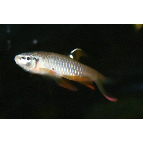Copella arnoldi