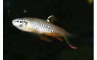 Copella arnoldi