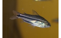 Corydoras pygmaeus