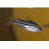 Cory pygmée - Corydoras pygmaeus