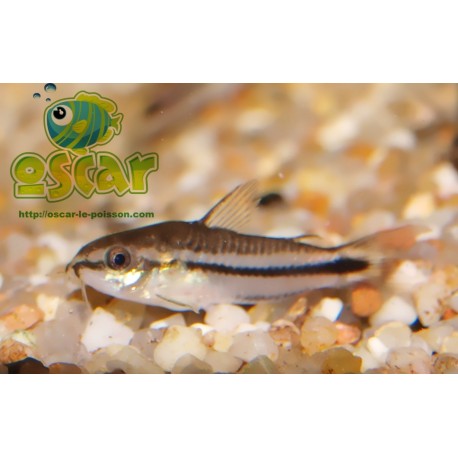 Corydoras pygmaeus