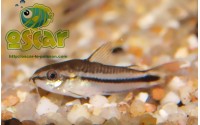 Corydoras pygmaeus