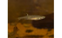 Copella arnoldi
