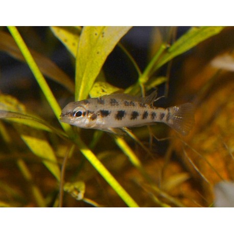 Cichlidé à damier - Dicrossus maculatus