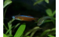 Pseudomugil sp. red neon
