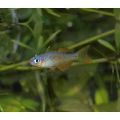 Pseudomugil sp. red neon