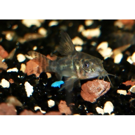 Corydoras poivre - Robe naturelle