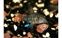 Corydoras poivre - Robe naturelle