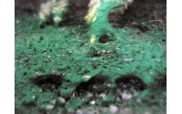 Fiche technique: Les cyanobactéries