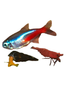 Poissons et invertébrés d'aquarium