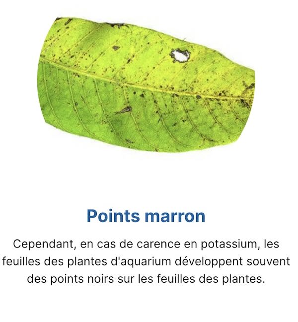 Symptômes de carences