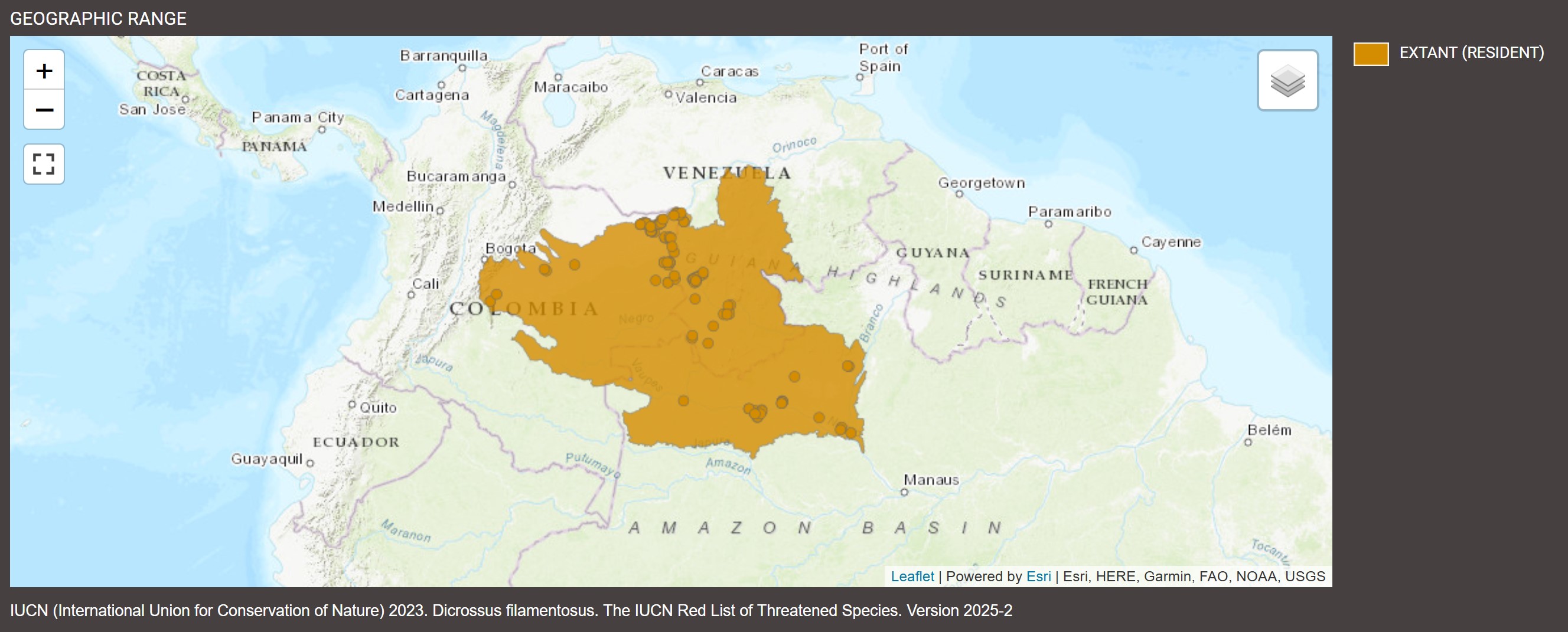 Distribution de Dicrossus filamentosus