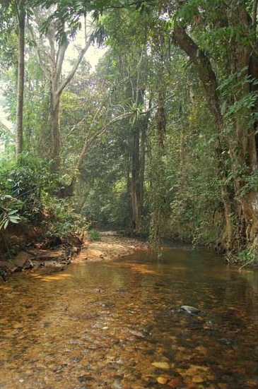Dans cet affluent oriental de la rivière Sadong, dans le sud du Sarawak, Bornéo G. scitulus est syntopiquement présent avec G. farragus. © Michel Lo