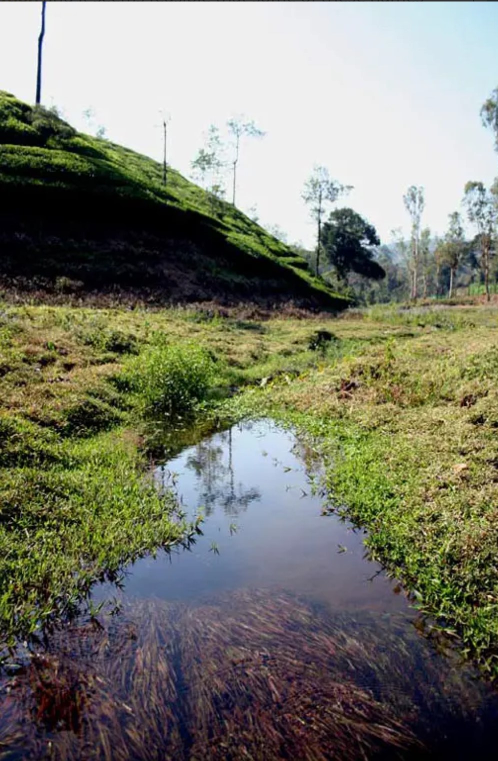 Habitat d'Haludaria fasciata