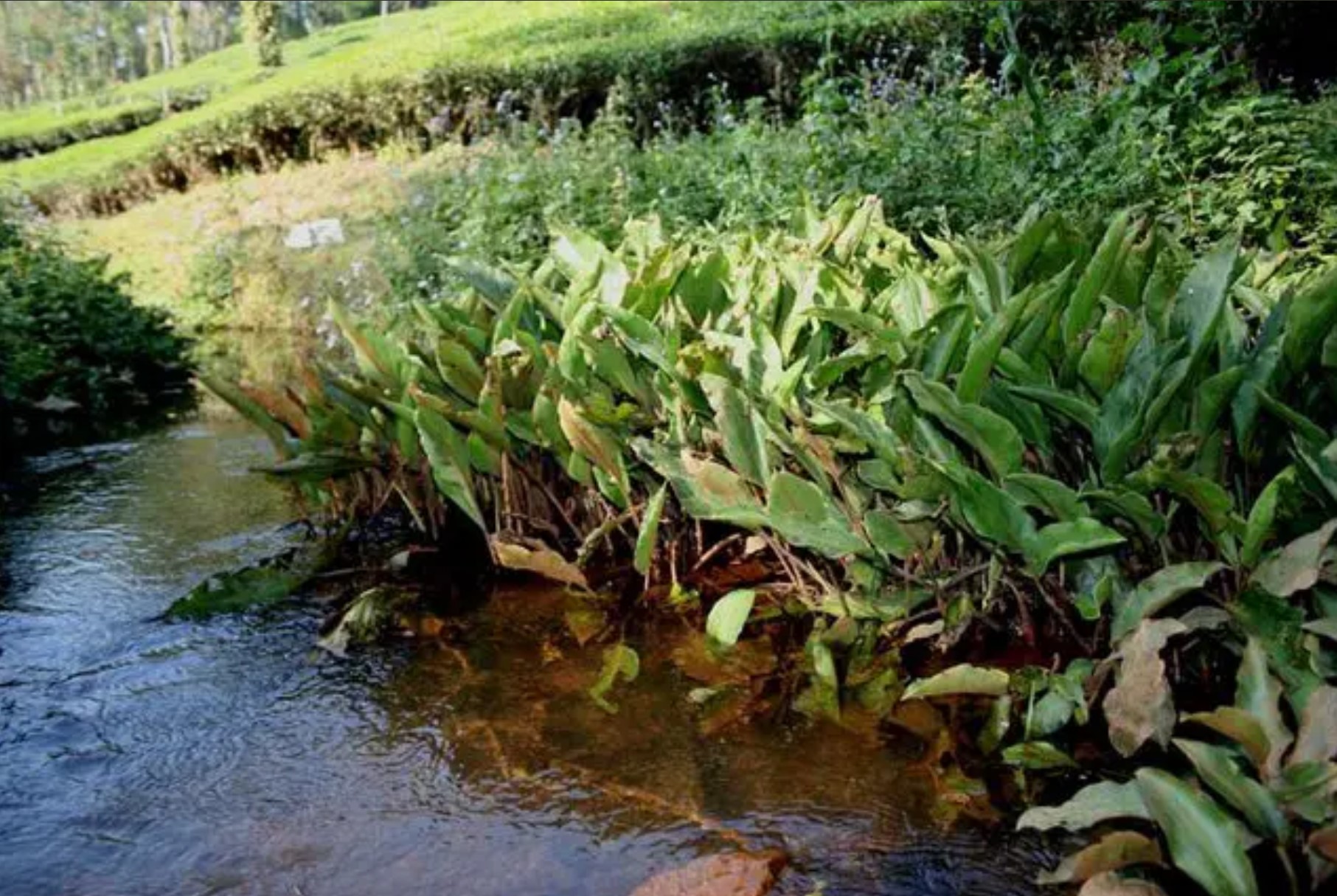 Habitat d'Haludaria fasciata