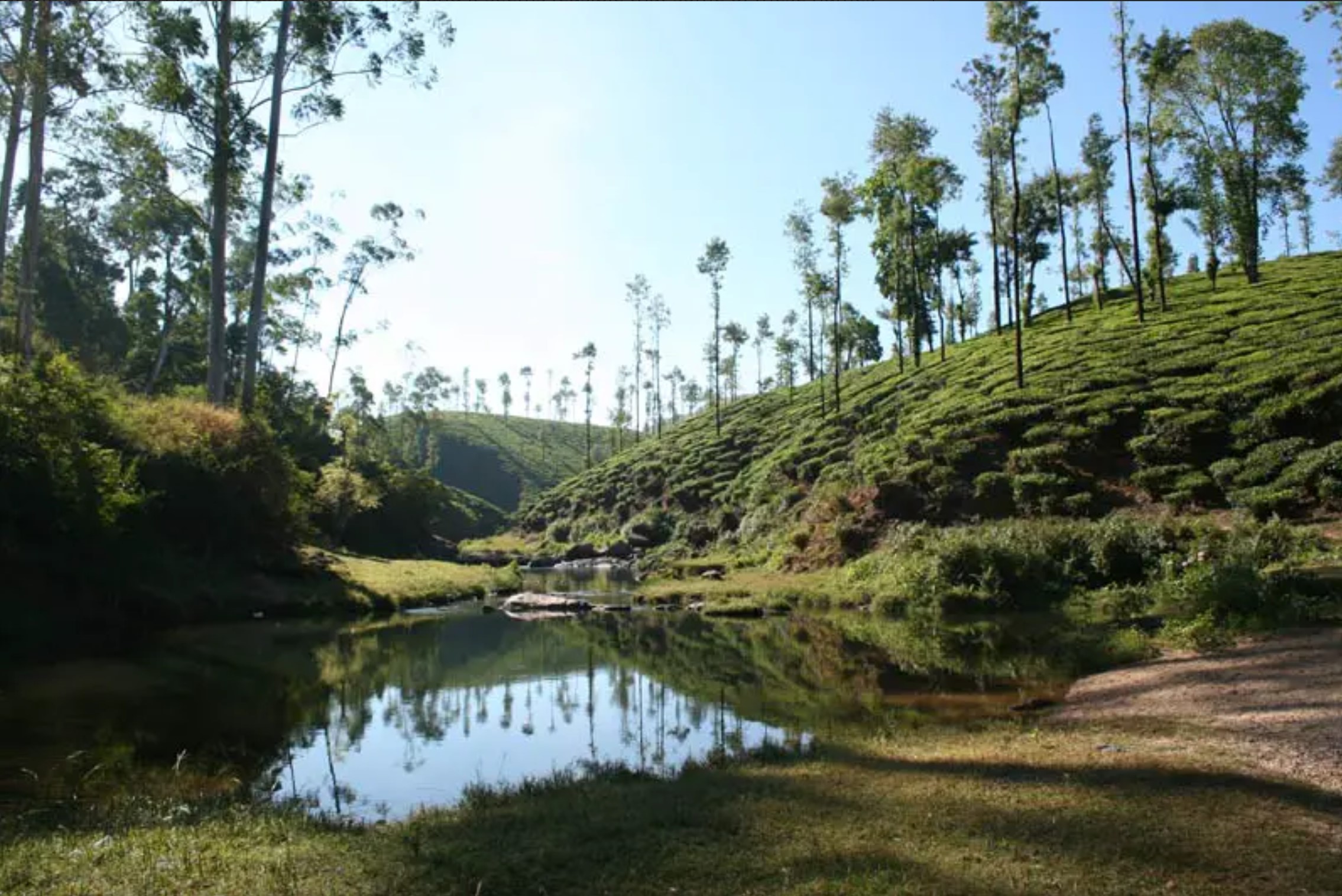 Habitat d'Haludaria fasciata