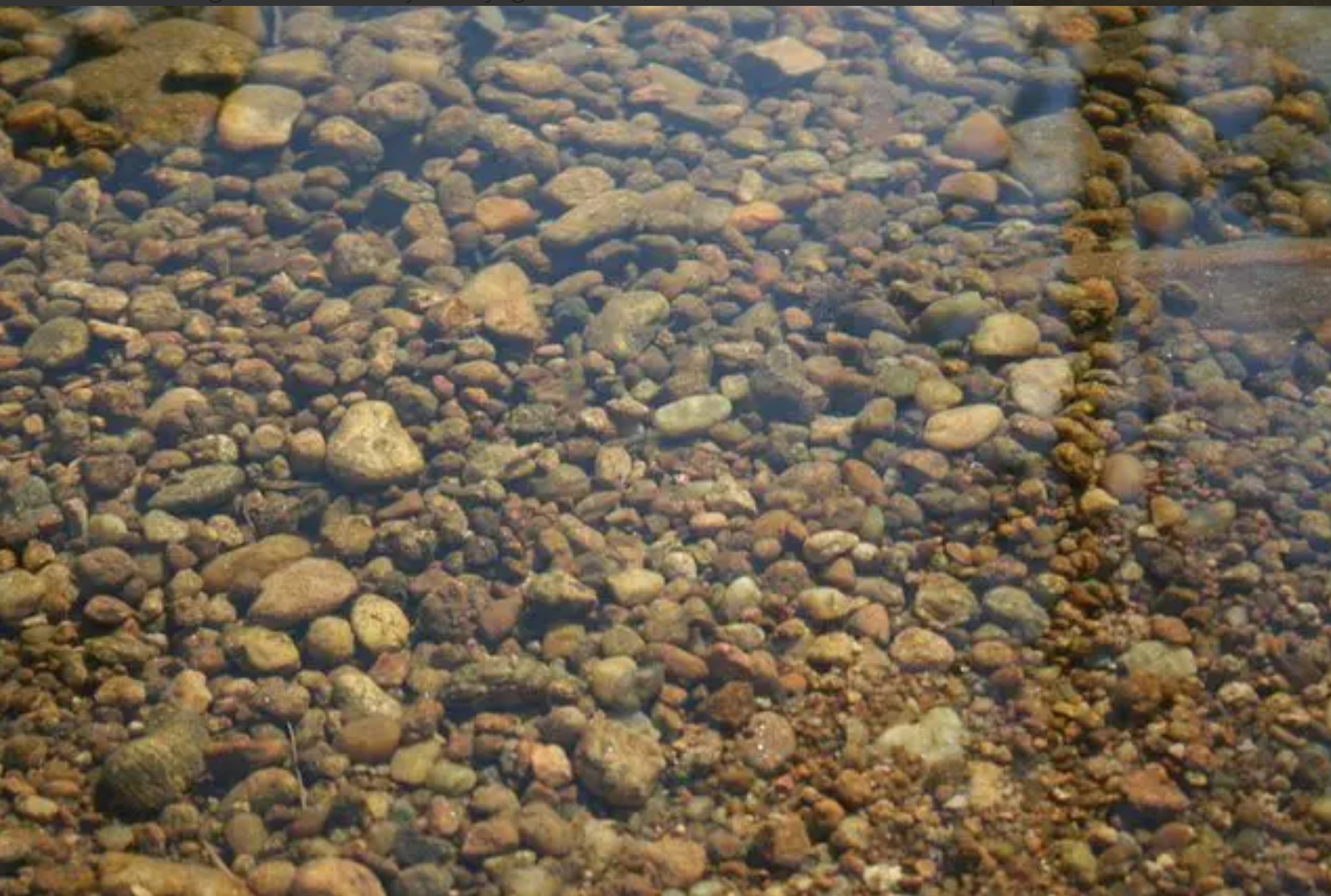 Substrat présent dans le biotope