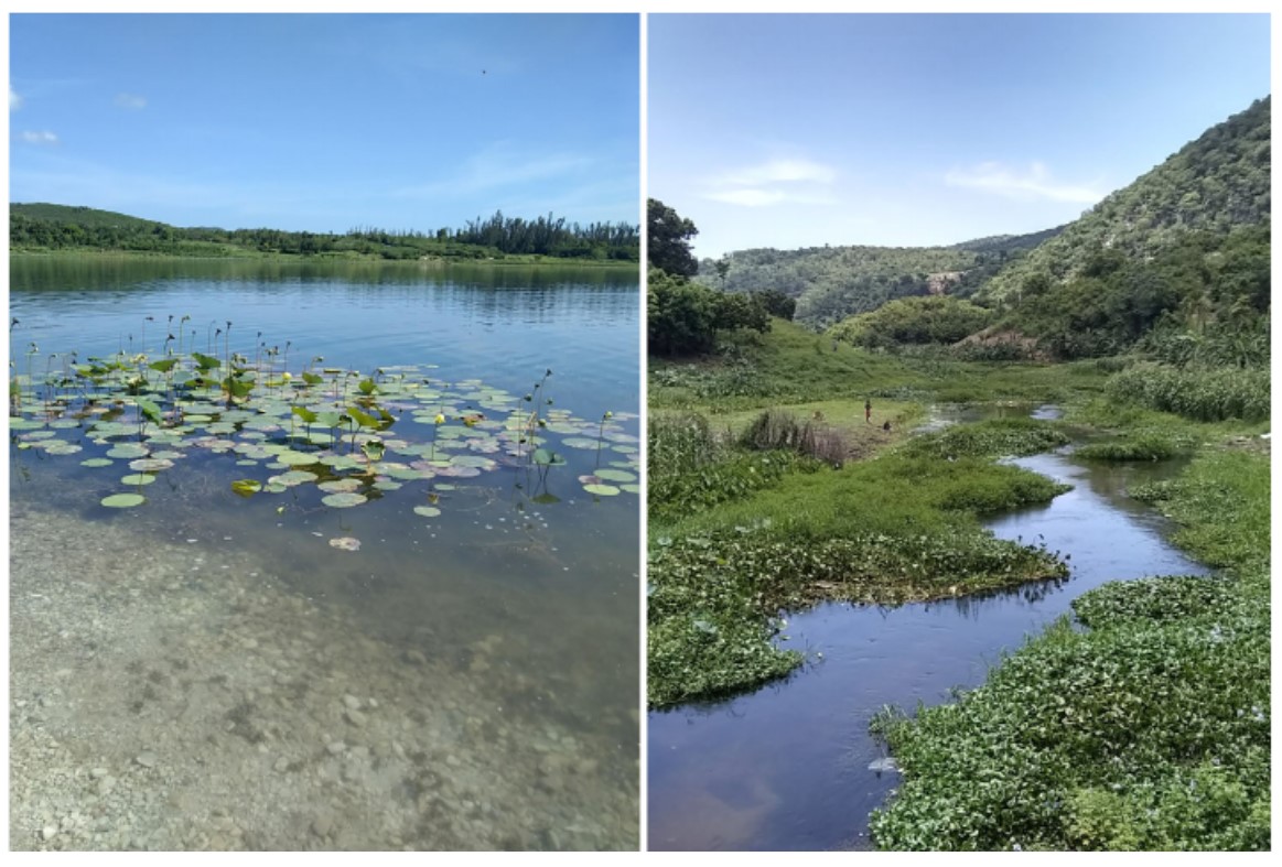 Biotope de Poecilia islai