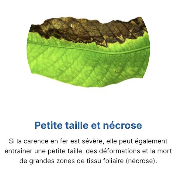 Nécrose