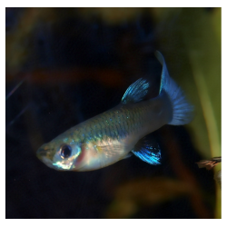 femelle