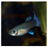 femelle