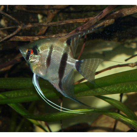 Scalaire Pérou - Pterophyllum scalare