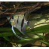 Scalaire Pérou - Pterophyllum scalare