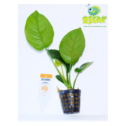 Anubias barteri "feuille large"