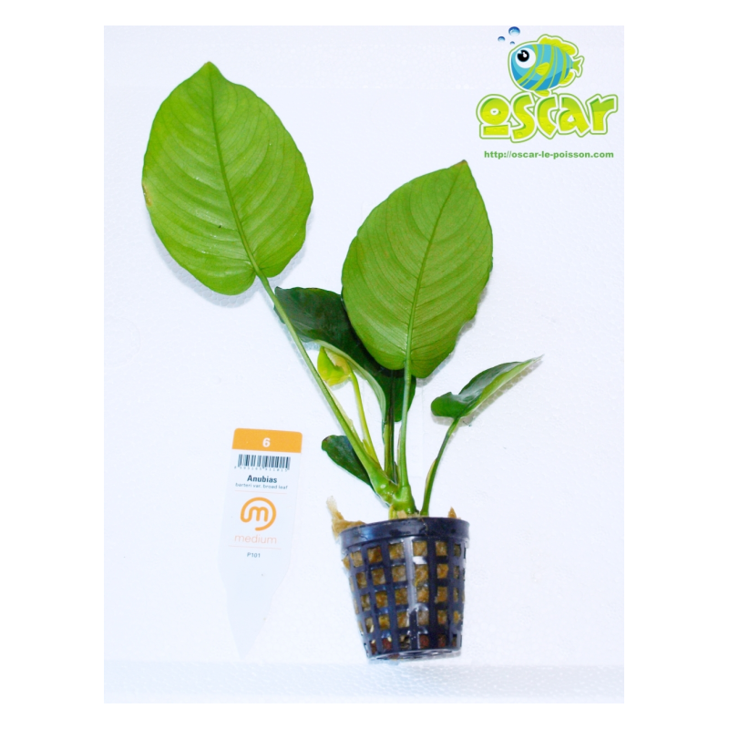 Anubias barteri "feuille large"