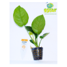 Anubias barteri "feuille large"