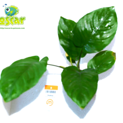 Anubias barteri "feuille large"
